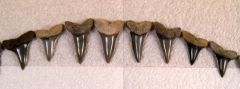 Isurus praecursor Dentition (Eocene)