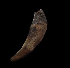 Zygorhiza kochii (Archaeocete whale)
