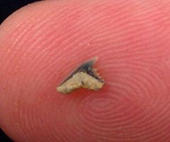 Pachygaleus lefevrei (Eocene)