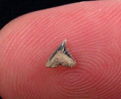 Pachygaleus lefevrei (Eocene)