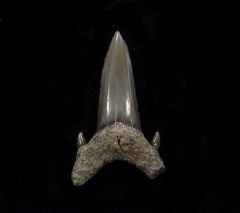 Brachycarcharias lerichei (Eocene)                       