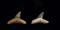 Carcharhinus priscus (Eocene)