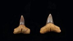 Carcharhinus priscus (Eocene)