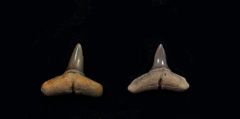 Carcharhinus priscus (Eocene)