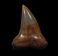 Big-tooth Mako shark tooth for sale | Buried Treasure Fossils