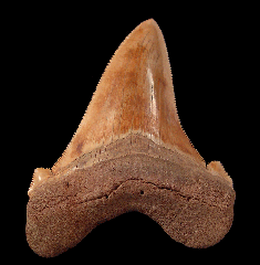 Otodus sokolovi tooth from So. Carolina