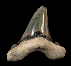 Otodus auriculatus tooth