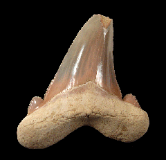 Otodus auriculatus tooth