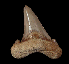 Otodus auriculatus tooth