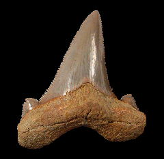 Auriculatus tooth for sale from So. Carolina