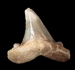 Otodus auriculatus tooth