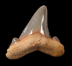 So. Carolina Otodus sokolovi tooth