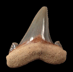 So. Carolina Auriculatus tooth for sale