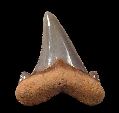 Auriculatus tooth for sale from So. Carolina