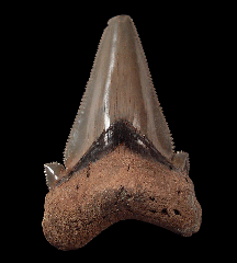 Otodus auriculatus tooth