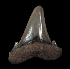 Otodus auriculatus tooth