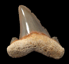 So. Carolina Carcharocles sokolovi tooth for sale