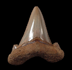 Harleyville Carcharocles sokolovi tooth for sale