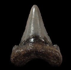 So. Carolina Carcharocles auriculatus tooth for sale
