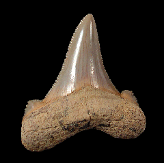 So. Carolina Carcharocles sokolovi tooth for sale
