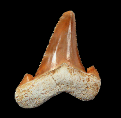 Bargain Harleyville Auriculatus lateral tooth for sale