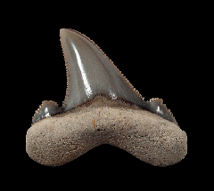 Harleyville Otodus sokolovi tooth