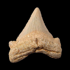 Harleyville Auriculatus tooth for sale from So. Carolina