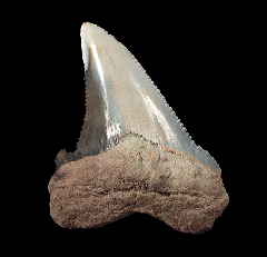 Otodus auriculatus - So. Carolina
