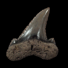 Otodus auriculatus - So. Carolina