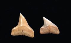 Carcharhinus plumbeus