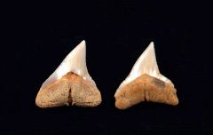 Carcharhinus plumbeus