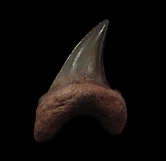 Wando River Parotodus benedeni tooth for sale | Buried Treasure Fossils