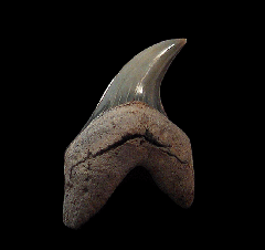Wando River Parotodus benedeni tooth for sale | Buried Treasure Fossils