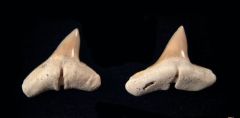 Sphyrna arambourgi                                         