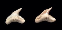 Galeocerdo contortus                              