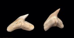 Galeocerdo contortus                              