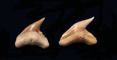 Galeocerdo contortus                              
