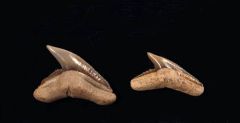 Galeocerdo contortus                              