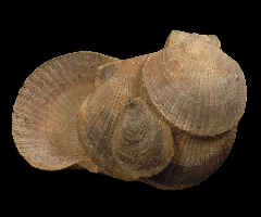 Flabellipecten boniaskii | Buried Treasure Fossils