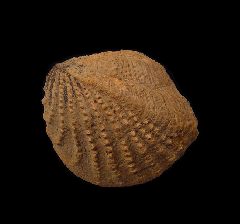 Trigonia quadrata | Buried Treasure Fossils