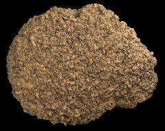 Exogyra arietina - Oyster Display
