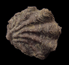 Ostrea nicaisea - Oyster | Buried Treasure Fossils
