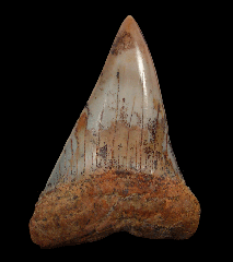 Quality Kern County Isurus hastalis tooth for sale 