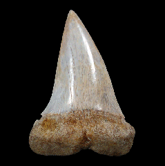 Quality Kern County Isurus hastalis tooth for sale 
