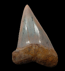 Quality Kern County Isurus hastalis tooth for sale 