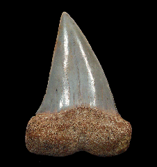 Quality Kern County Isurus hastalis tooth for sale | Buried Treasure Fossils