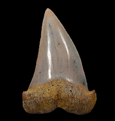 Sharktooth Hill Big-tooth Mako shark tooth for sale 