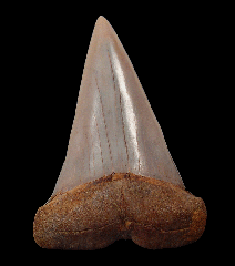 Sharktooth Hill Isurus hastalis tooth for sale 