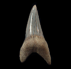 Real Sharktooth Hill Mako shark tooth for sale | Buried Treasure Fossils