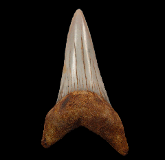 Quality Kern County Isurus hastalis tooth for sale | Buried Treasure Fossils